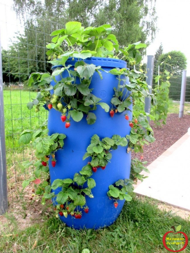Faire une tour a fraisiers avec un fut bleu ma passion du verger et passion potager erdbeerfass - strawberry barrel planting