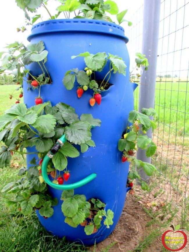 comment planter des fraises sur un balcon en ville - erdbeerfass - strawberry barrel planting