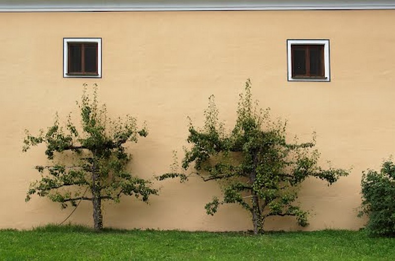 espalier- mauvaise taille