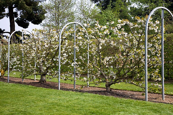 Cerisier en forme: Palmette libre.