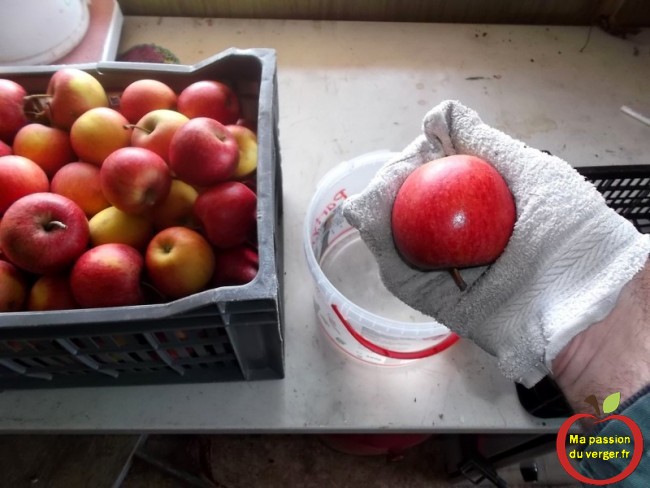 Pour la conservation, laver les pommes avec de l'eau avec 10% de javel pour les désinfecter.
