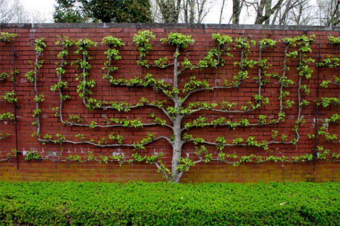 Espaliar-Art-Of-Growing-Trees- Palmette Verrier 10 branches.