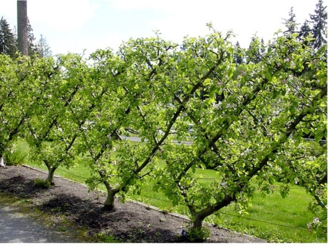 Planter un espalier ou une palmette chez vous ? | Ma passion du verger