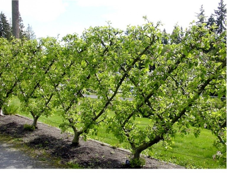 Réaliser un palissage pour des fruitiers Ma passion du verger — free download