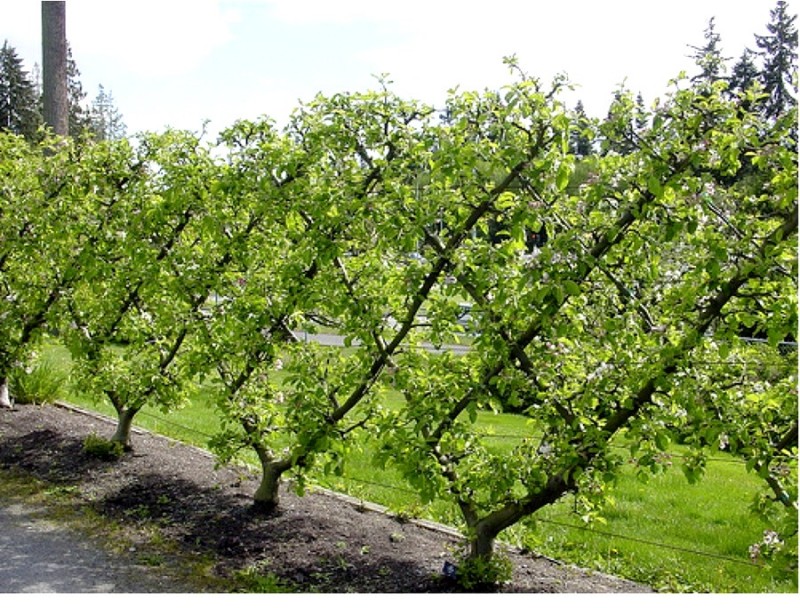 Espaliered fruit tree Pommiers en forme: Tricroisillon.
