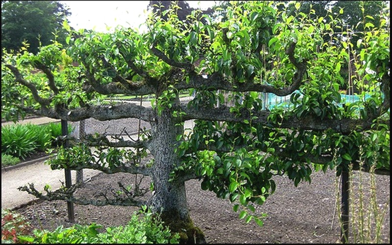 espalier- mauvaise taille fruit tree