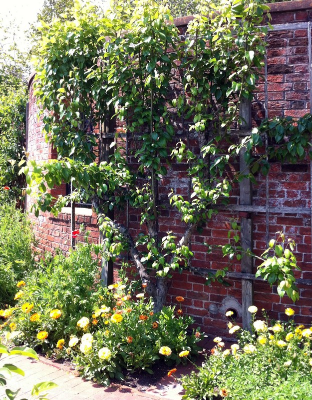 espalier- mauvaise taille apple-tree-espaliered
