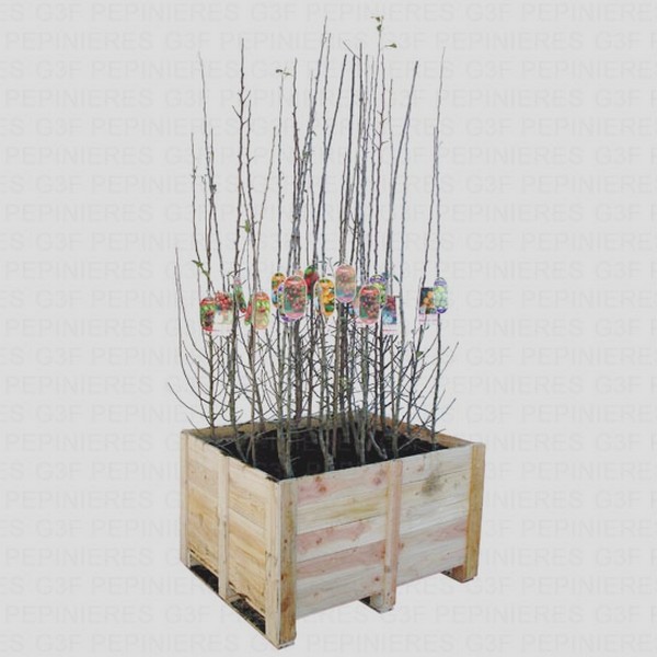 Acheter un arbres fruitiers en scions, pour former une palmette ou un espalier pas cher