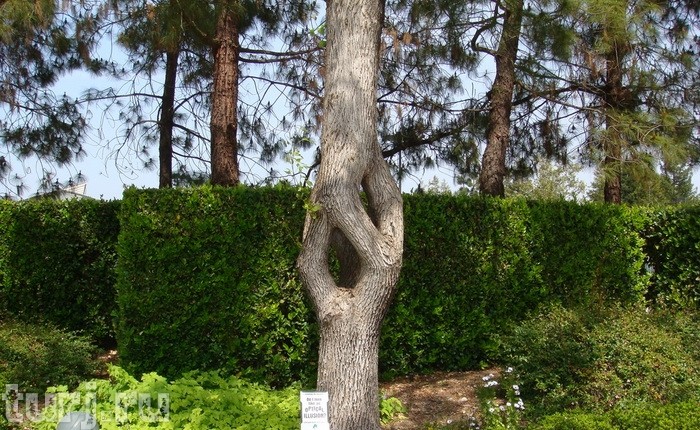 arbre original
