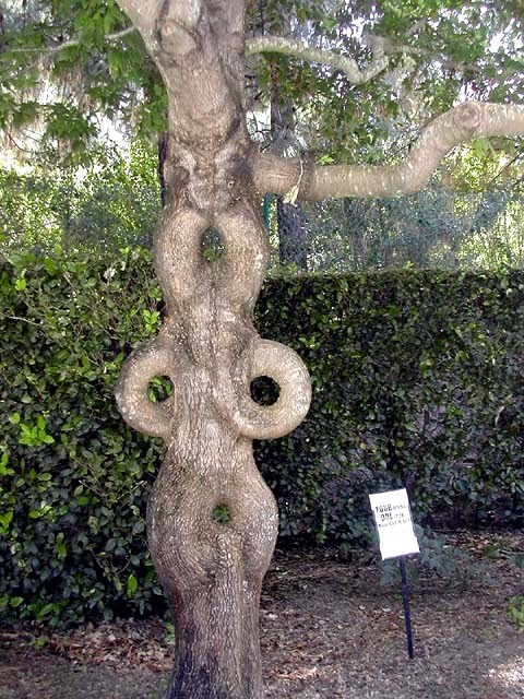  arbre original avec sculpture du tronc