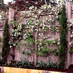 espalier trees save space