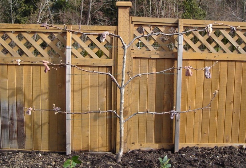 espalier_asian_pear_finished