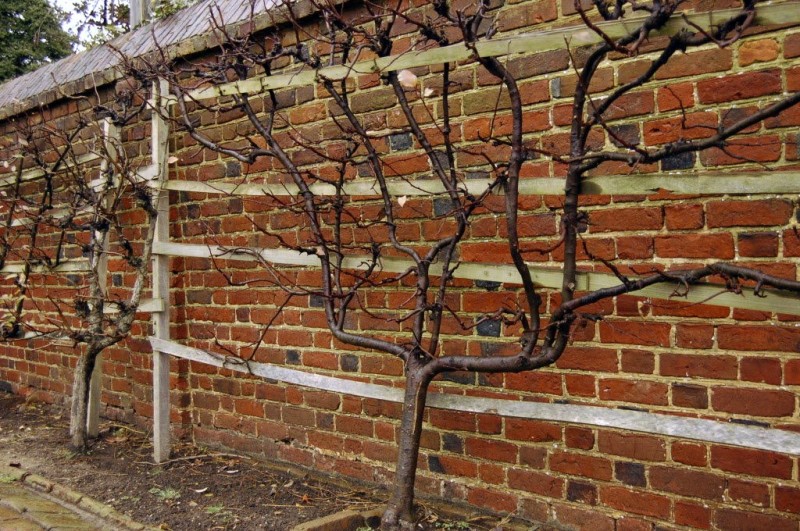 espalier- mauvaise taille 