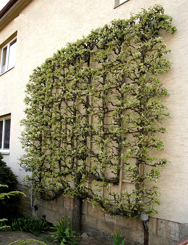 Palmette Verrier à huit branches sur façade de maison
