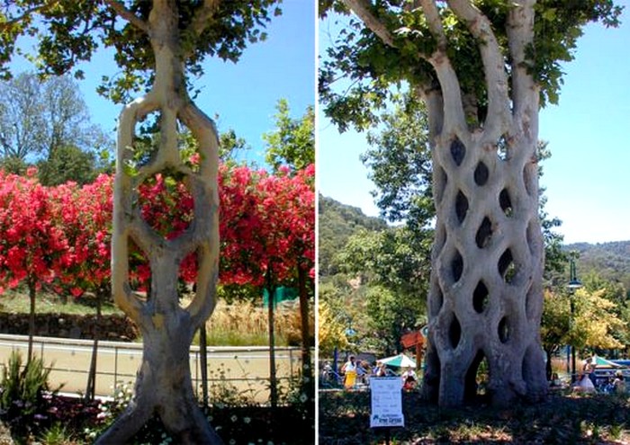 fascinating_living_arch_ arbre original avec dressage du tronc