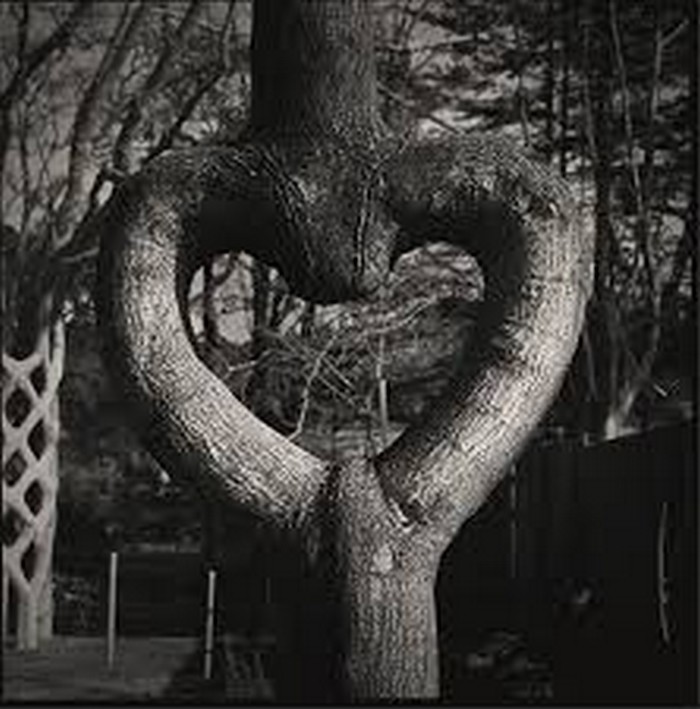tronc de l'arbre en forme de coeur