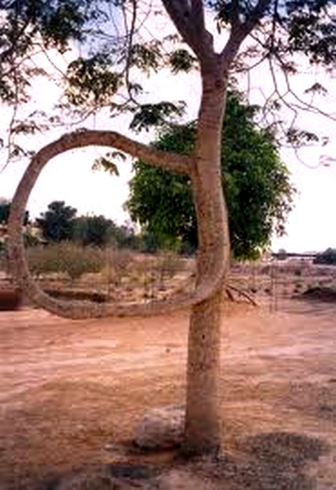  arbre original avec dressage du tronc
