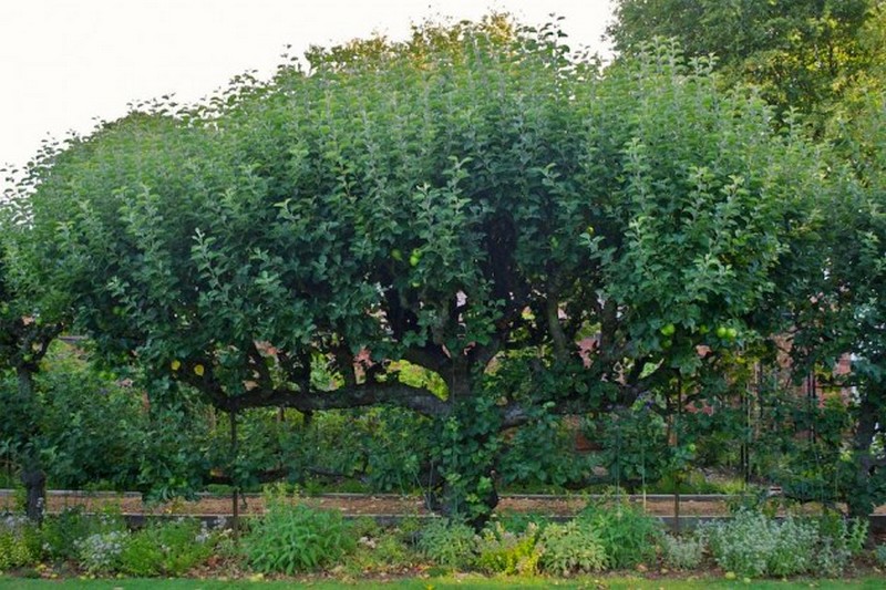 old-apple-espalier-pommier- mauvaise taille