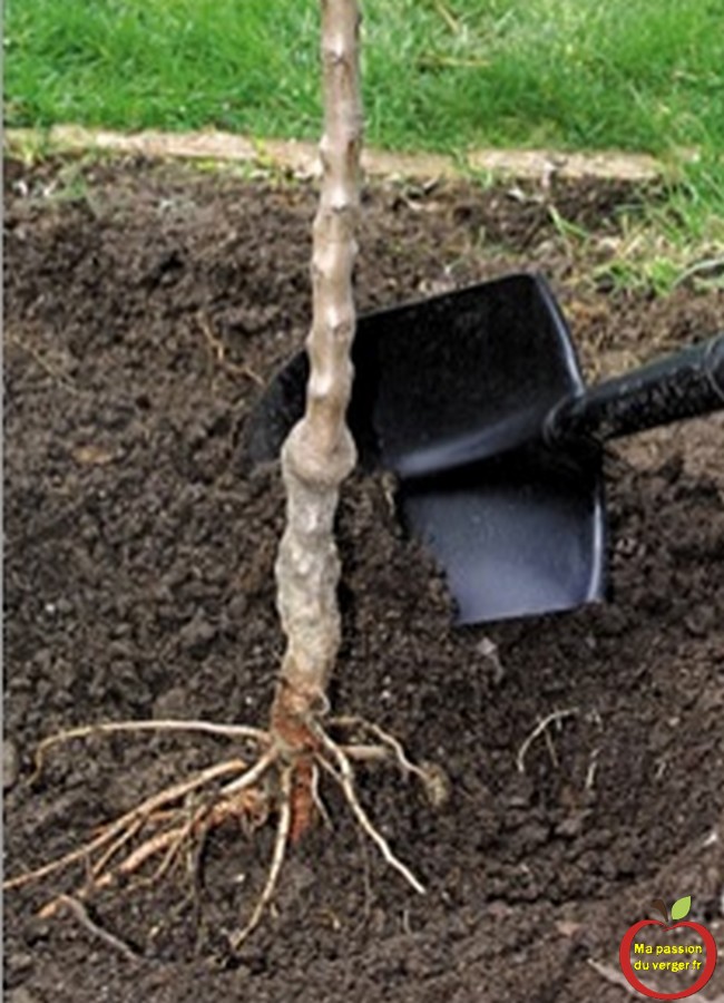 plantationarbrefruitierracinesnues Ma passion du verger