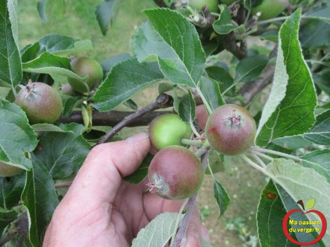 L’éclaircissage des pommes, peut se faire à la main, mais que certaines variétés, qui s'enlèvent bien.