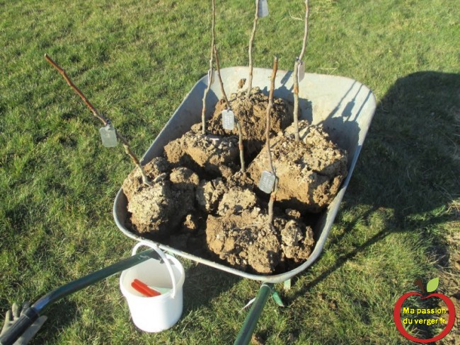 planter des arbres fruitiers pommiers en motte- repiquer pommiers greffés - transplanter pommiers greffés