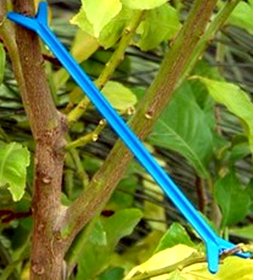 écatteur de branche Triangle- comment écarter les branches d'un fruitier