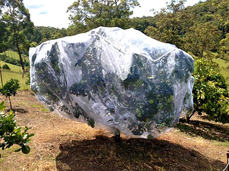 Fruit-Tree-Net-Large filet anti-insecte la mise en place pour les petits arbres fruitiers est très facile