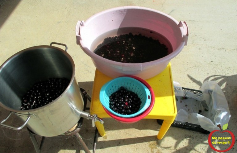 Faire du jus de cerise | Ma passion du verger