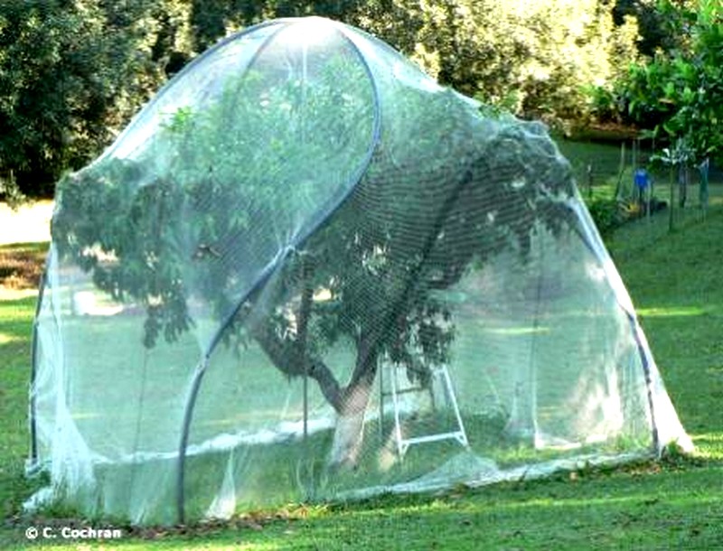 Netted-fruit-tree-Cage pour protection cerise anti-oiseau.