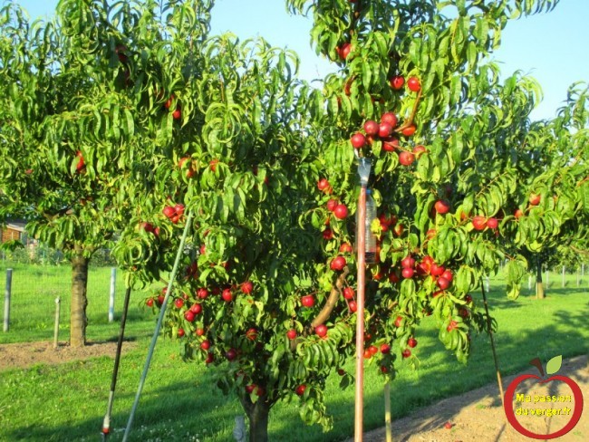  étayer une branche de nectarine ou pêcher- comment étayer un arbre fruitier- comment soutenir une branche