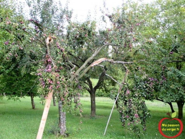 Branches cassées - mauvais étayage - trop de fruits sur l'arbre -