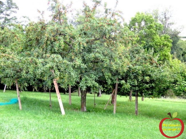étayage des branches fruitières - trop de fruits sur l'arbre- comment étayer ou soutenir une branche