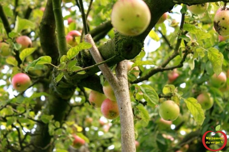 étayage des branches fruitières - trop de fruits sur l'arbre- comment étayer ou soutenir une branche- avec quoi étayer une branche