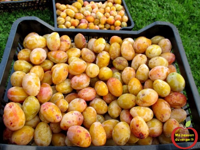 quetsche jaune pour alcool- quand cueillir les prunes - la récolte des questche