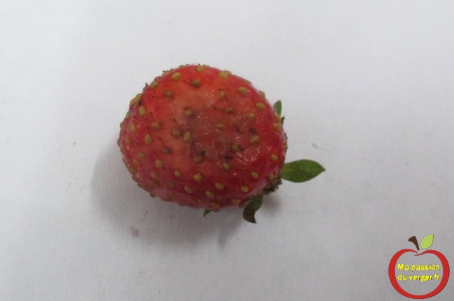 Drosophiles dans fraises