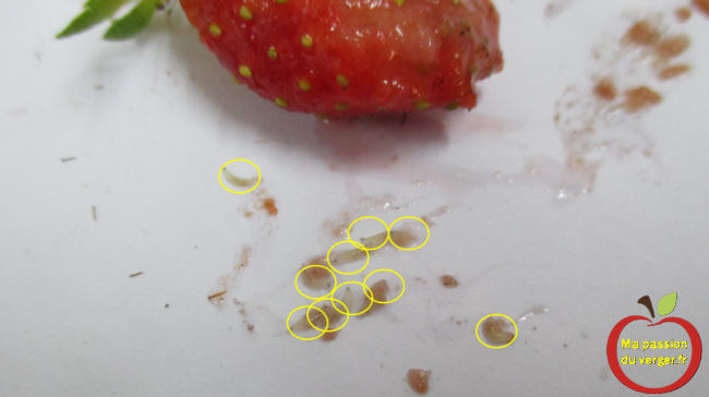 dizaine de larves de drosophiles, dans une fraise