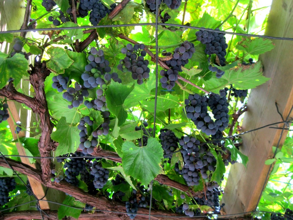 grapes vigne pergola