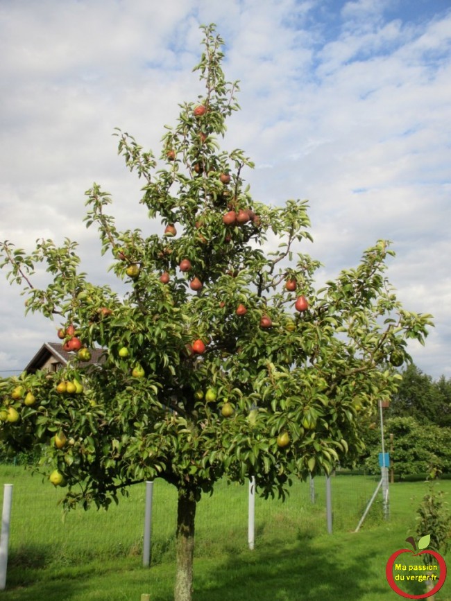 greffage plusieurs varietes de poires sur un arbre williams rouge et jaune