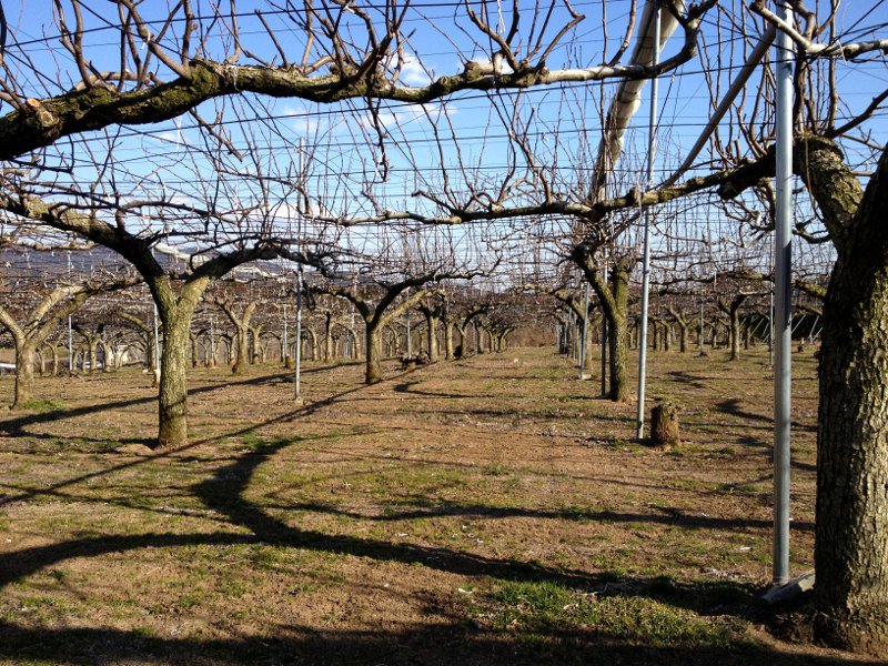  appel - nashi perry orchard trees