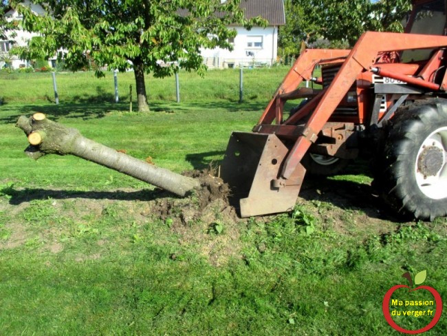 déraciner arbre fruitier avec tracteur - sortir racine arbre- arrachage arbre fruitier- remplacement fruitier- 