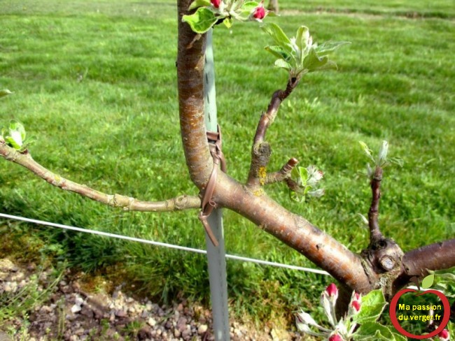 Attacher ou arquer vos arbres fruitiers sans danger avec les liens souples