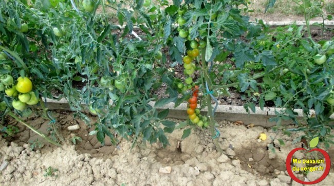 Liens souple élastique et très résistant pour attacher les pieds de tomates, sans blesser la plante.-Triangle outillage- Triangle -