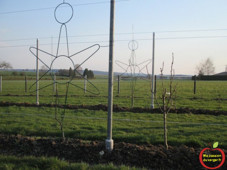 Fabriquer Un Espalier Pour Arbre Fruitier