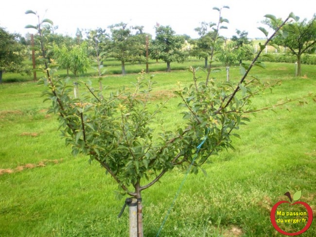 Comment arquer pour former un arbre fruitier en gobelet.- cerisier-pommier-prunier-mirabelle-pêcher-abricotier