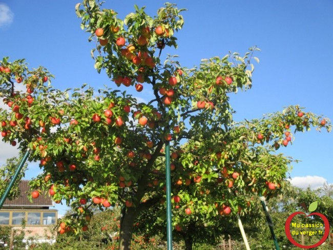 Comment étayer un arbre fruitier- comment soutenir un pommier- trop de pomme sur le pommier.