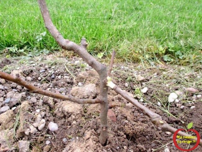 Ne pas arquer les arbres fruitiers en hiver, si non la branche peut cassée.