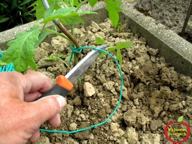 gaine souple pour attacher les tomates - comment attacher les tomates- tuteur bio pour tomate - regrevudnoissapamegres 