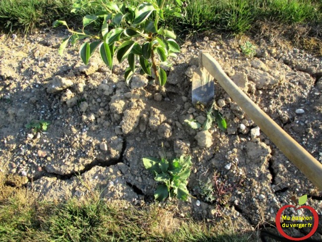  Entretien des jeunes arbres fruitiers, un binage vaut deux arrosages. on peut voir les fentes dans le sol, qui est le signe d'une sècheresse. 