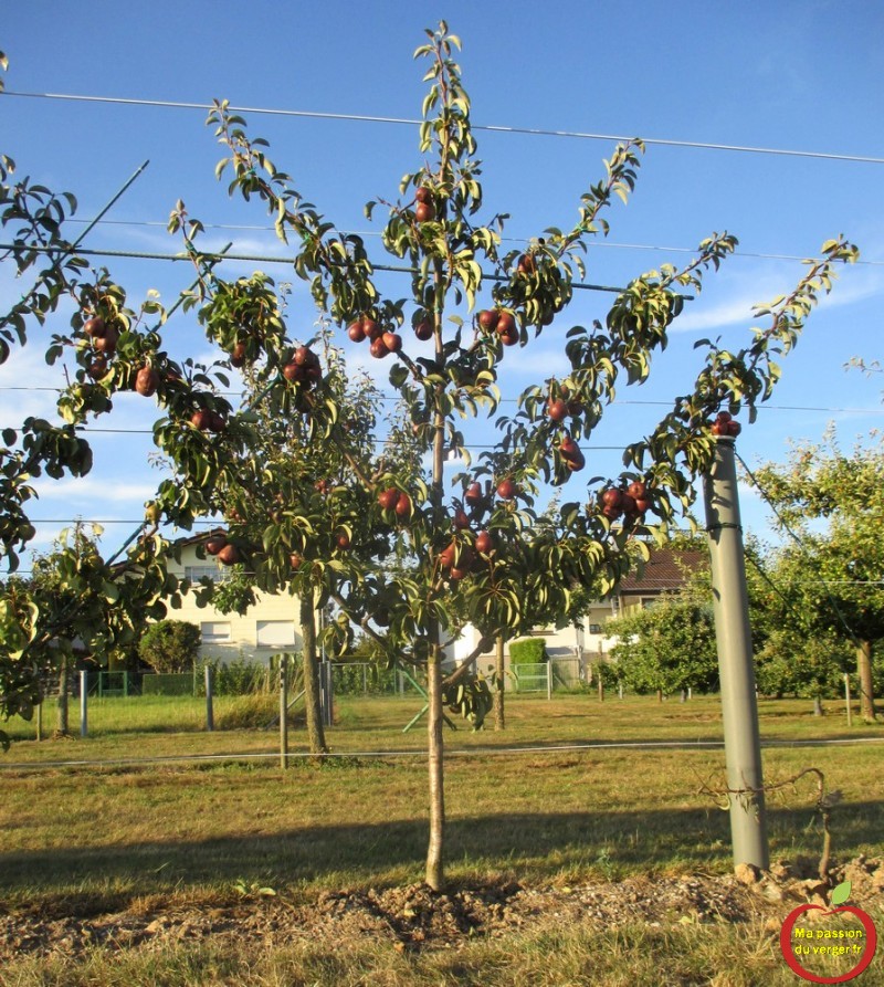 Pommier En Espalier Jardiland