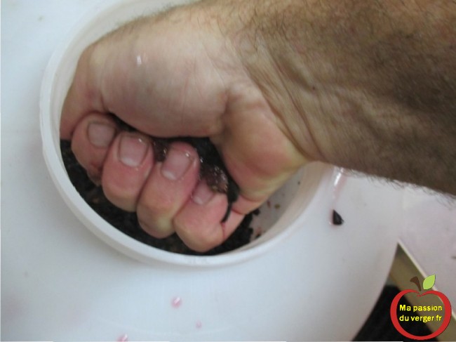 Le foulage du raisin à la main, directement dans le fût, pour faire son vin.